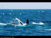 Whale/bird commensalism 