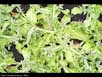 Ice plant 