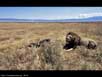 Lion with dead wildebeest 