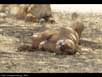 Lioness 