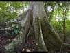 Panorama: rainforest with giant fig 