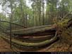 Panorama: large tree fall 