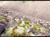 Felsenmeer microclimates 4 
