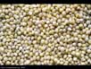 Millet 