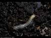 Millipede on leaf litter 