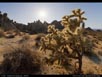 Panorama: Mojave Desert vegetation 