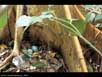 Tinamou nest 