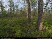 Panorama: pine barrens 