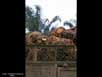 Oil palm fruits 