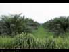 Oil palm trees 