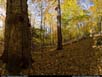 Panorama: old-growth hardwoods forest 