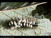 Parasitized caterpillar 