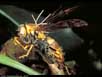 Parasitic fungus 