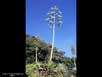 Agave in flower 