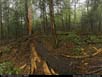 Panorama: lightning damage in forest 