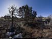 Panorama: pinyon pine and sagebrush 