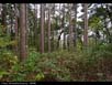 Pines planted at Leopold Shack 