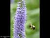 Pollination 