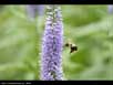 Pollination 