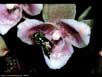 Orchid and orchid bee 