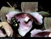 Orchid and orchid bee 