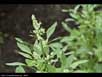 Quinoa plant 