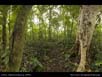 Panorama: rainforest epiphytes 