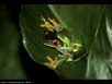 Red-eyed leaf frogs mating 