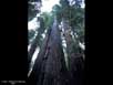 Redwoods forest 