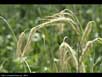 Winter rye 