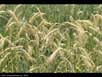 Winter rye 