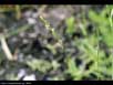Ryegrass 