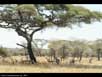 Savanna with zebras & impalas 