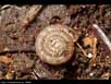 Snail on leaf litter 