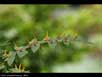 Solanum pyracanthum 