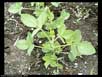 Soy beans 