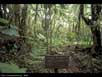 Rainforest succession 