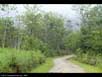 Rainforest succession 