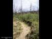 Succession: 4 yrs after fire 3 