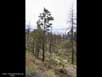 Succession: 4 yrs after fire 4 