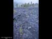 Primary succession on lava 