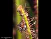 Thread-leaved sundew 