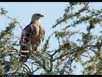 Tawny eagle 