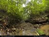 Panorama: rainforest treefall gap 