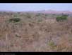 Tropical dry forest 