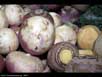 Turnip 