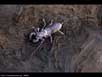 Whip scorpion 