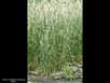 Winter wheat 