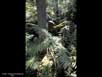White cedar swamp 
