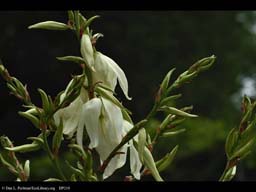 Flowers of adam's needle, Yucca filamentosa